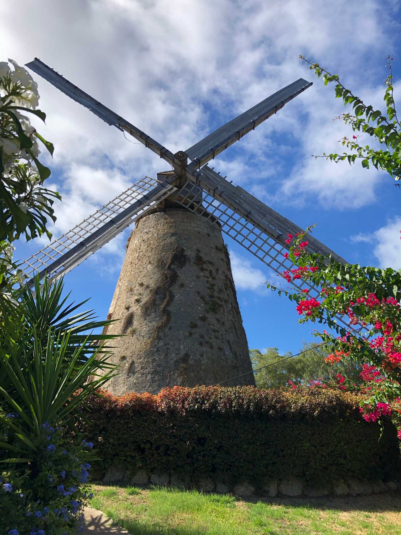 The Morgan Lewis Windmill in St. Andrew, Barbados, is the largest and only fully functioning sugar windmill in the Caribbean. This mill ground sugarcane from the 18th century through 1947. In 1962, the Barbados National Trust acquired the mill for preservation as a museum, and it was restored to full functionality.