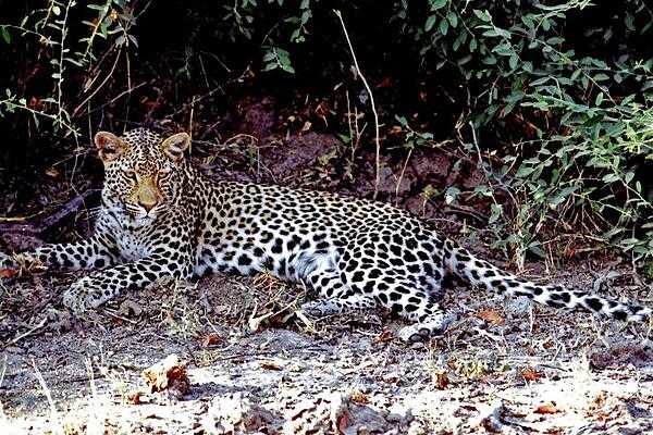 A resting but wary leopard in Botswana.