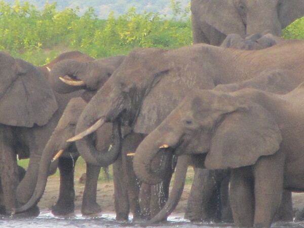 Thirsty elephants along the Chobe River.