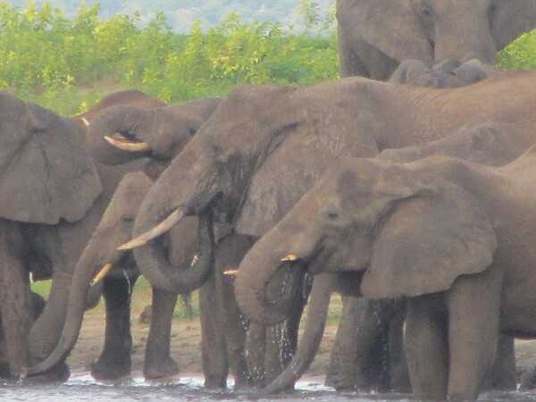 Thirsty elephants along the Chobe River.