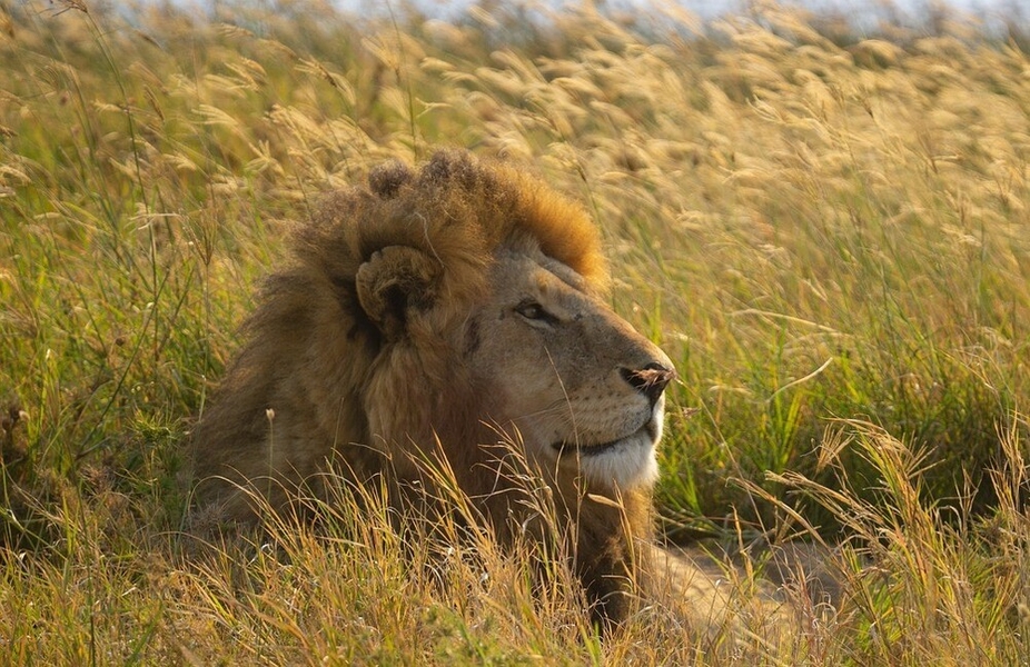 The Serengeti National Park in Tanzania has the largest population of lions in Africa due to the protection afforded them and other endangered animal species. Lions are listed as "vulnerable” on the Endangered Species List, due to loss of prey, habitat loss, and conflict with humans. A UNESCO site since 1981, the Serengeti Park is extremely popular with tourists seeking guided safari tours.