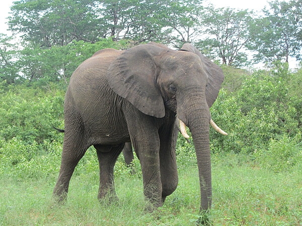 Elephant on the move at Chobe National Park, Botswana's first national park and also its most biologically diverse. Located in the north of the country, it has one of the greatest concentrations of game in all of Africa.