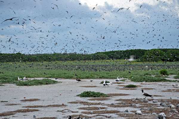 Wake island bird sanctuary. Image courtesy of the US Air Force.