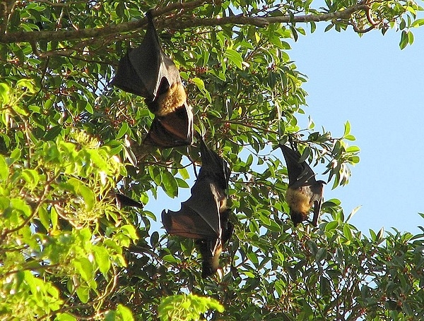 The Tongan fruit bat or flying fox ("pe’a fanua" in Samoan) is among the largest bats in the world and is one of the most unusual animals found in American Samoa. Flying foxes eat fruit, other plant matter, and occasionally insects and are important to the environment as seed dispersers and pollinators. These bats are large with a wingspan up to 0.9 m wide (3 ft), have a keen sense of sight and smell, and are active day and night. Photo courtesy of the US National Park Service.




 Photo courtesy of the US National Park Service.