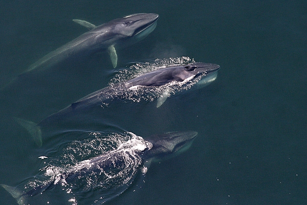 Three fin whales – also known as finback whales – swimming in the Atlantic. Fin whales are filter-feeders, feeding on small schooling fish, squid, and crustaceans. They are also one of the fastest of cetaceans and can sustain speeds between 37 and 41 km/h (23 to 25 mph) and bursts up to 46 km/h (29 mph) have been recorded, earning the fin whale the nickname "the greyhound of the sea." Photo courtesy of NOAA Fisheries.