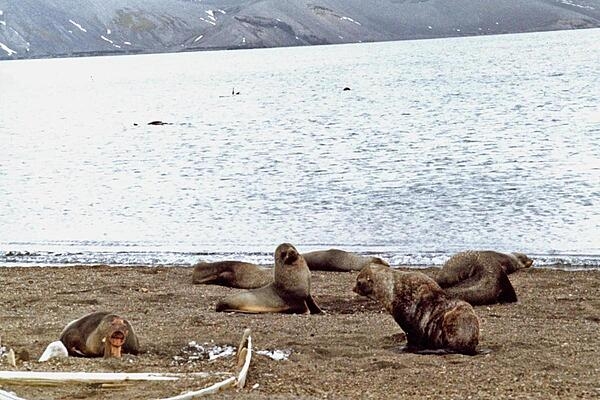 Fur seals sunning themselves on a beach.