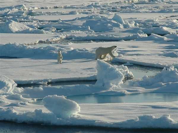 A polar bear with her curious cub on first-year Arctic Ocean ice floes. Image courtesy of NOAA / Kelley Elliott.