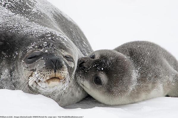 A newly tagged Weddell seal pup rests with its mom. Weddell seals are one of the most abundant seals in Antarctica and are found on all shores of the continent. Photo courtesy of the US Geologic Survey/ William A. Link.