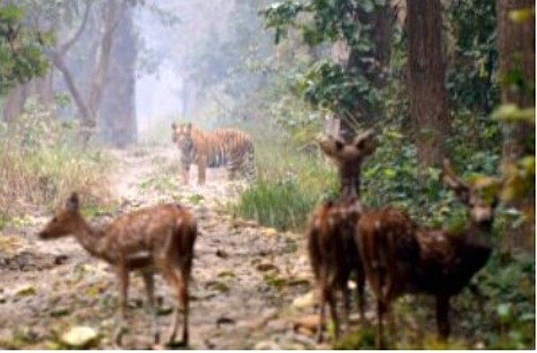 The Bengal tiger is native to the Indian subcontinent and is one of the biggest wild cats alive. It is threatened by poaching, habitat destruction, and habitat fragmentation.  Nepal hosts a valuable tiger conservation program.