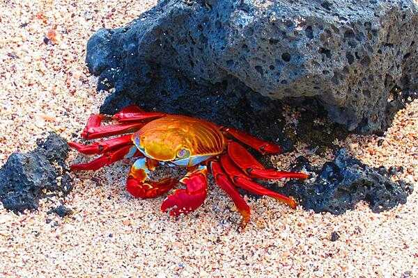 The colorful Sally Lightfoot crab, found in the Galapagos Islands, is solid black when young.