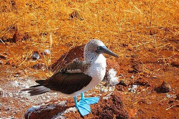 The blue-footed booby, here standing on a lava rock in the Galapagos, is a marine bird native to tropical and sub-tropical regions of the eastern Pacific Ocean.