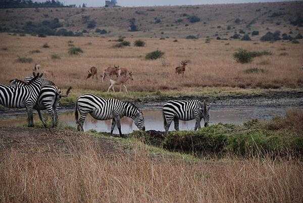 Zebras at a pool of water in Nairobi National Park in Kenya.