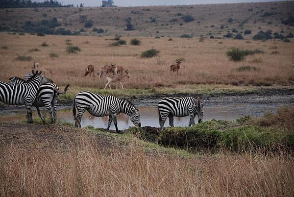Zebras at pool of water in Nairobi National Park.