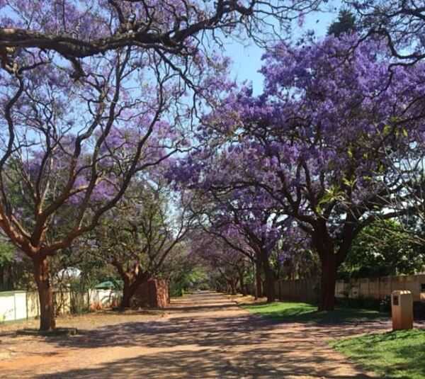 The jacaranda blooms in October in Kenya. It is a sub-tropical tree noted for its long-lasting, violet-colored flowers. Trees can grow to 20 m (66 ft) in height.