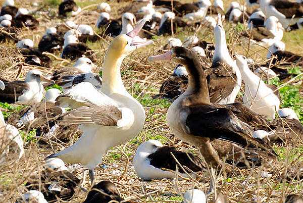 A pair of short-tailed albatrosses perform a bonding dance on Midway Atoll National Wildlife Refuge. Photo courtesy of John Klavitter.