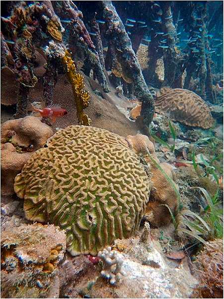 Boulder brain coral bookended by two examples of mountainous star coral in the waters of Virgin Islands Coral Reef National Monument. Photo courtesy of the US National Park Service / Caroline Rogers.