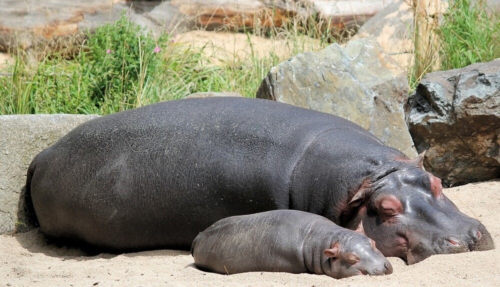 Hippos are found throughout sub-Saharan Africa, primarily in Zambia and Tanzania. The name hippopotamus is Greek for “river horse,” because hippos live in and around rivers, lakes, and mangroves, using the water and mud to protect their sensitive skin from the sun. Hippos are the third-largest land animal and are often a target for poachers.