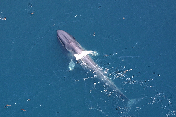 A blue whale cruises the waters off North Carolina. Photo courtesy of NOAA Fisheries.