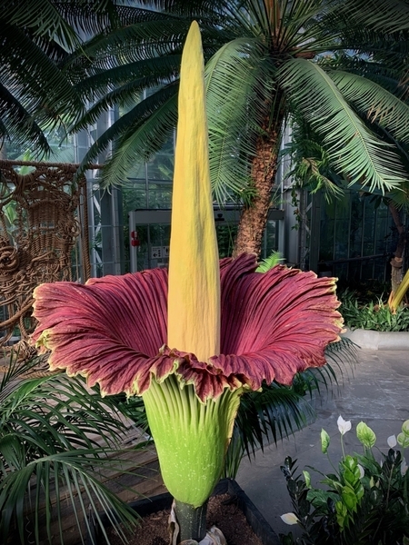 The Corpse Flower is native to the tropical rainforests of Sumatra, Indonesia, where it reaches heights up to 3.65 m (12 feet tall).  It acquired its name from the powerful stink the bloom emits. 
 (Photo courtesy of the US Botanical Garden)