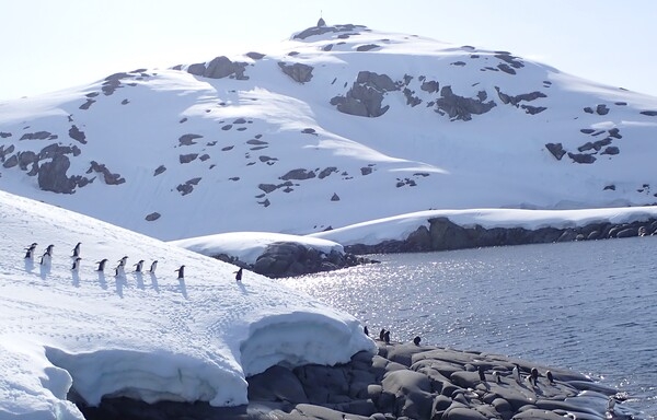 A view of Port Charcot, a wide bay north of Booth Island, a Y-shaped island that forms the western side of Lemaire Channel in the Antarctic Peninsula. Jean-Baptiste Charcot, who led the 1903-05 French Antarctic Expedition, built several scientific and living quarters here, as well as the cairn still visible at the top of the little peak (seen in the upper part of this picture) on the western side of the bay. The Gentoo Penguins seen in the foreground are the third-largest species of penguin after the Emperor Penguin and the King penguin.