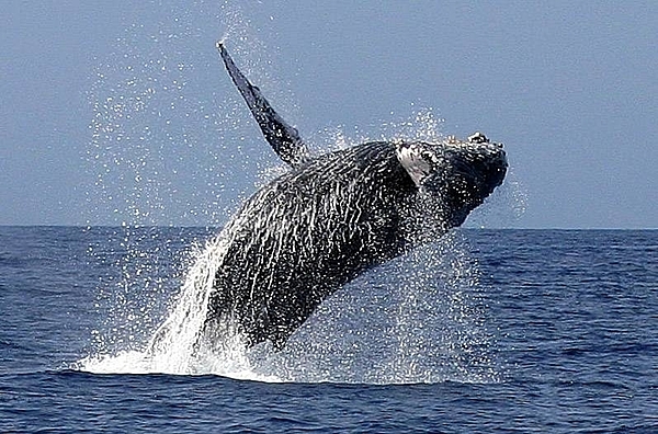 A humpback whale breaching; its name in Samoan is "i'a manu." Image courtesy of the US National Park Service.