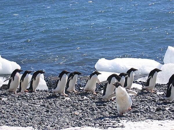 Adelie penguins at Brown Bluff at the end of the Tabarin Peninsula.