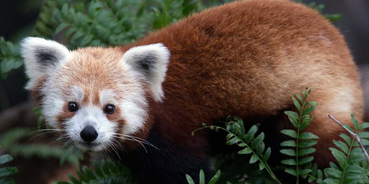 Red pandas live solitary lives, except for breeding season, in the rainy mountain forests of Nepal, India, Bhutan, northern Burma, and central China. They spend most of their lives in trees, sleeping, eating, and sunbathing, and their diet is almost entirely made up of leaf tips and tender bamboo shoots. Despite sharing a common name and a love of bamboo, red pandas and giant pandas are not closely related. The name “panda” is believed to come from the Nepali word “ponya,” meaning “bamboo eater.”