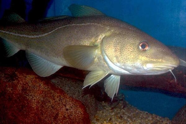 Atlantic cod (Gadus morhua), also known as cod, codling, scrod, markets, and steakers, is a major commercial fish. Historically, cod was so abundant off New England that early explorers named Cape Cod for the fish.