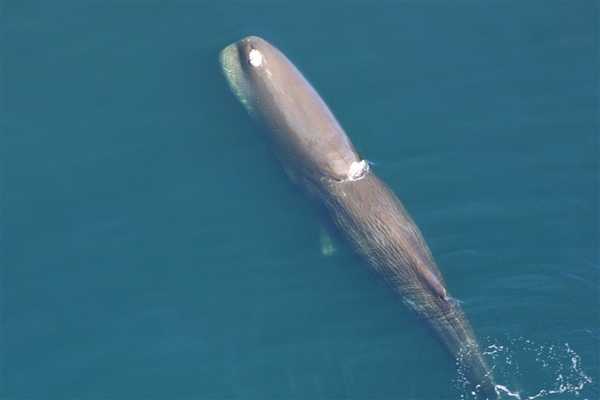 A sperm whale surfacing in the Pacific Ocean. Image courtesy of NOAA.