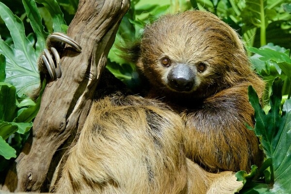 Sloths, which are nocturnal and sleep 15 hours a day, spend most of their lives hanging upside down in trees. They are masters at slowing their metabolism, burning little energy, and holding their breath under water for up to 40 minutes.  This animal faces endangerment by deforestation, accidental death, poaching, and trafficking. The sloth’s natural habitat is Central America and northern South America, especially the tropical rain forests of Brazil.