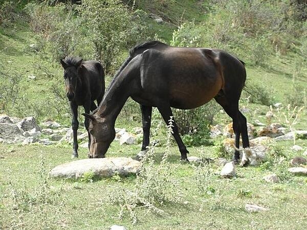 A mare and foal in the hills around Bishkek.  The Kyrgyz are notoriously fond of horses.