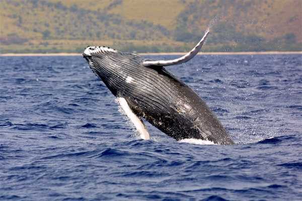 A humpback whale breaching. Humpback whales, known for their spectacular breaches, live in all oceans around the world and have one of the longest migrations of any mammal on the planet, often swimming 8,046 km (5,000 miles) from tropical breeding grounds to colder feeding grounds. Growing up to 18.3 m (60 feet) long and 80,000 pounds, the whale gets its name from the distinctive hump on its back.  Humpbacks are sometimes referred to as the “singers of the sea” for their complex “songs,” lasting 4 to33 minutes, which they use to communicate with each other and can be heard up to 32 km (20 mi) away.    Image courtesy of NOAA.