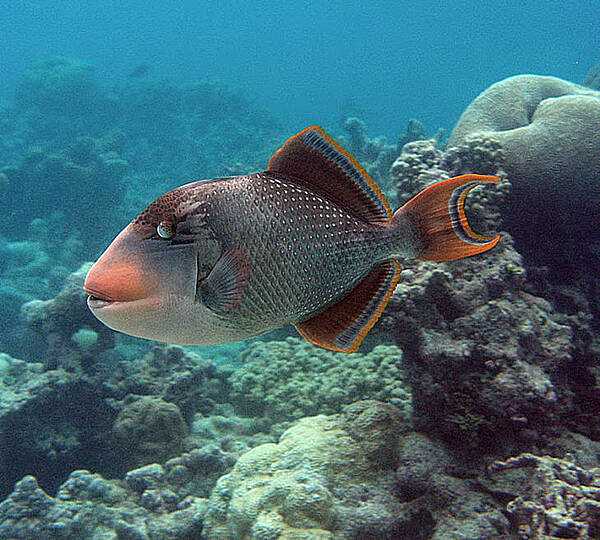 A 50 cm (20 in) long yellowmargin triggerfish at Palmyra Atoll National Wildlife Refuge. Photo courtesy of the USFWS/Laura M. Beauregard.